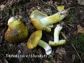 Tricholoma viridifucatum-amf2162